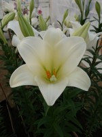 [4111 Global Harmony Mak No02.JPG]